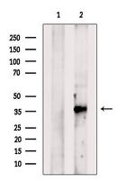 BHLHB5 Antibody in Western Blot (WB)