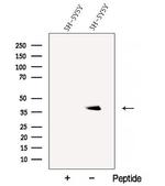 BHLHB5 Antibody in Western Blot (WB)