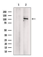 BRD2 Antibody in Western Blot (WB)