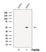 BTN3A1 Antibody in Western Blot (WB)