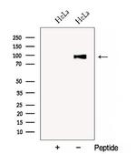 COG3 Antibody in Western Blot (WB)