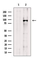 COG3 Antibody in Western Blot (WB)