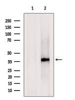 C1GALT1C1 Antibody in Western Blot (WB)