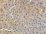 DENR Antibody in Immunohistochemistry (Paraffin) (IHC (P))