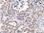 DIO2 Antibody in Immunohistochemistry (Paraffin) (IHC (P))