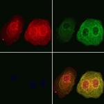 DNAJA2 Antibody in Immunocytochemistry (ICC/IF)