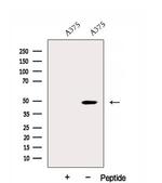 DNAJA2 Antibody in Western Blot (WB)