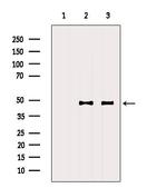 DNAJA2 Antibody in Western Blot (WB)