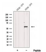 DNPEP Antibody in Western Blot (WB)