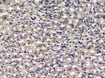 DOC2B Antibody in Immunohistochemistry (Paraffin) (IHC (P))