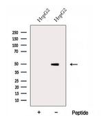 DOC2B Antibody in Western Blot (WB)