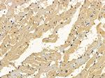 DOCK8 Antibody in Immunohistochemistry (Paraffin) (IHC (P))