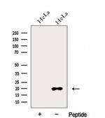 eIF1AX Antibody in Western Blot (WB)