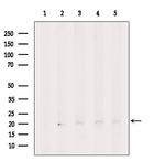 eIF1AX Antibody in Western Blot (WB)