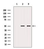 EPCR Antibody in Western Blot (WB)