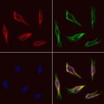 FARS2 Antibody in Immunocytochemistry (ICC/IF)