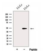 FARS2 Antibody in Western Blot (WB)