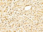 FBXW11 Antibody in Immunohistochemistry (Paraffin) (IHC (P))