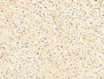 FGL1 Antibody in Immunohistochemistry (Paraffin) (IHC (P))