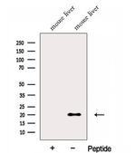 FNDC5 Antibody in Western Blot (WB)