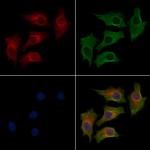 FOXRED1 Antibody in Immunocytochemistry (ICC/IF)