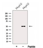 FOXRED1 Antibody in Western Blot (WB)