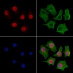 FZR1 Antibody in Immunocytochemistry (ICC/IF)