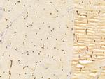 FZR1 Antibody in Immunohistochemistry (Paraffin) (IHC (P))