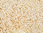 GAMT Antibody in Immunohistochemistry (Paraffin) (IHC (P))