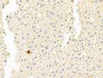 GAMT Antibody in Immunohistochemistry (Paraffin) (IHC (P))