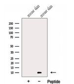 GCHFR Antibody in Western Blot (WB)