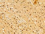 GINS3 Antibody in Immunohistochemistry (Paraffin) (IHC (P))