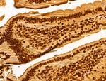 GINS3 Antibody in Immunohistochemistry (Paraffin) (IHC (P))