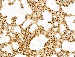 GINS3 Antibody in Immunohistochemistry (Paraffin) (IHC (P))