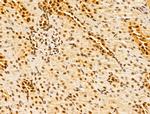 GINS3 Antibody in Immunohistochemistry (Paraffin) (IHC (P))