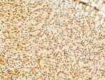 GINS3 Antibody in Immunohistochemistry (Paraffin) (IHC (P))