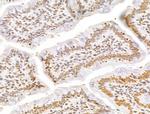 GINS3 Antibody in Immunohistochemistry (Paraffin) (IHC (P))