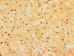 GINS3 Antibody in Immunohistochemistry (Paraffin) (IHC (P))