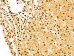 GINS3 Antibody in Immunohistochemistry (Paraffin) (IHC (P))