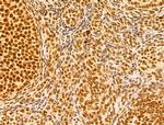 GINS3 Antibody in Immunohistochemistry (Paraffin) (IHC (P))