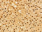 GINS3 Antibody in Immunohistochemistry (Paraffin) (IHC (P))