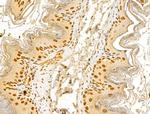 GINS3 Antibody in Immunohistochemistry (Paraffin) (IHC (P))