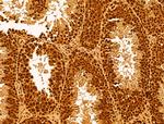 GINS3 Antibody in Immunohistochemistry (Paraffin) (IHC (P))