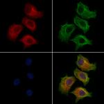 GLTP Antibody in Immunocytochemistry (ICC/IF)