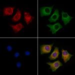 GNAI2 Antibody in Immunocytochemistry (ICC/IF)