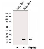 HRSP12 Antibody in Western Blot (WB)