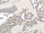 IFT122 Antibody in Immunohistochemistry (Paraffin) (IHC (P))