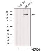 IFT122 Antibody in Western Blot (WB)