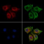 RABL4 Antibody in Immunocytochemistry (ICC/IF)