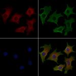 KLC3 Antibody in Immunocytochemistry (ICC/IF)